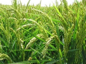 propiedades medicinales del arroz