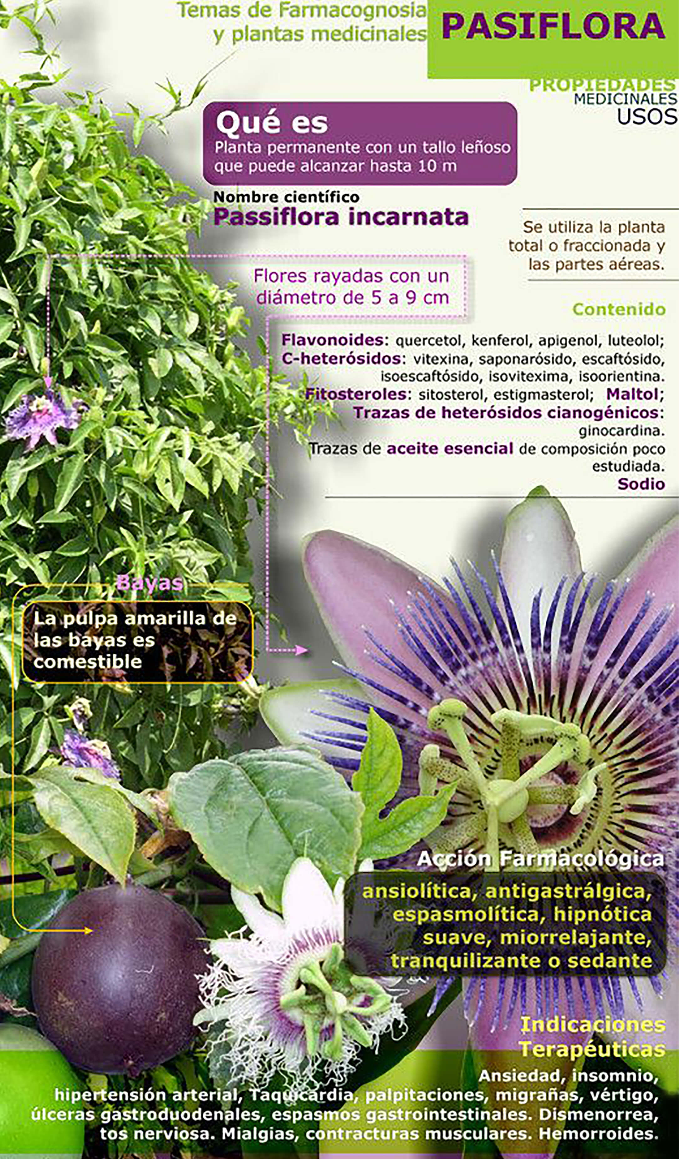 Propiedades Medicinales Passiflora | Plantas Medicinales
