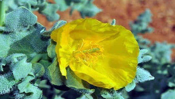flor amarilla del glaucio